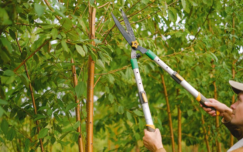 Tree trimming in Winside, NE
